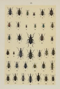 Tallerken fra The Young Beetle-Collector