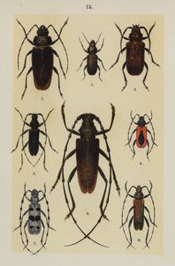 Tallerken fra The Young Beetle-Collector