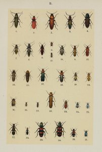 Tallerken fra The Young Beetle-Collector