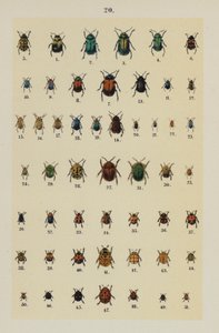 Tallerken fra The Young Beetle-Collector