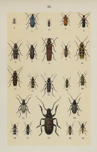 Tallerken fra The Young Beetle-Collector