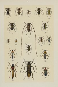Tallerken fra The Young Beetle-Collector