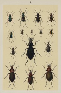 Tallerken fra The Young Beetle-Collector