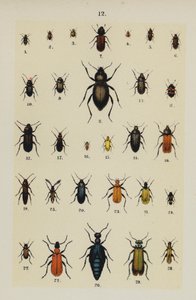 Tallerken fra The Young Beetle-Collector