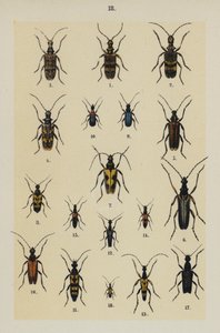 Tallerken fra The Young Beetle-Collector