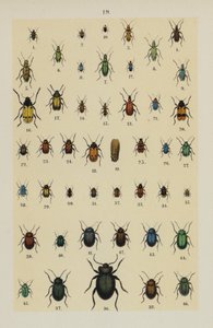 Tallerken fra The Young Beetle-Collector