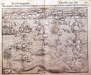 Plate som representerer alle typer marine og terrestriske monstre som finnes i nordlige områder: Xilografi hentet fra Sebastien Munsters Universal Cosmography. Bale av German School