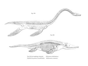 Plesiosaur (farge litho) av German School