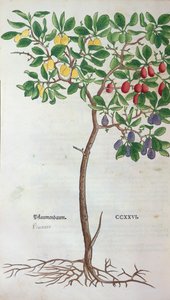 Plommetre, en botanisk plate fra Herbarium av Leonhart Fuchs (1501-66), utgitt i Basel, 1543 av German School