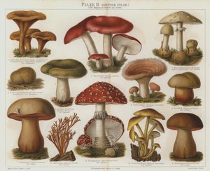 Giftige sopp (farge litho) av German School
