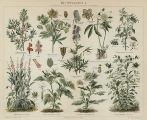 Giftige planter (farge litho) av German School