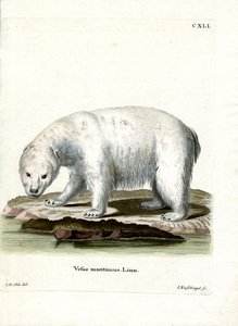 Isbjørn (farget gravering) av German School