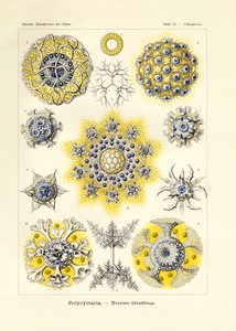 Polycyttaria av German School
