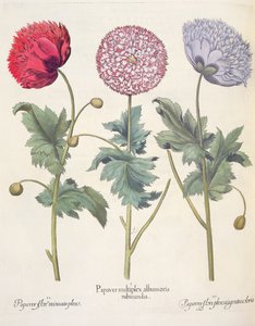 Valmuer: 1. Valmue er et kompleks av valmuer med rød skinn; 2. Valmue, full av miniato-blomst; 3. Papirblomst full av farger, fra Hortus Eystettensis av Basil Besler (1561-1629), pub. 1613