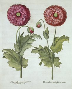 Valmuer, fra Hortus Eystettensis, av Basil Besler (1561-1629) pub. 1613 av German School
