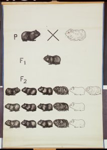 Plakat som demonstrerer Mendels Law in Guinea Pigs av German School