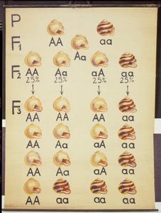 Plakat av Cepea snegler av German School