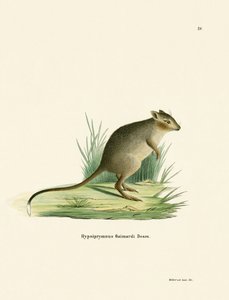 Potoroo (farget gravering) av German School