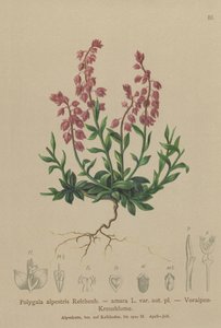 Prealpin melkeurt (Polygala alpestris, Polygala amara var. aut. pl., Polygala brachyptera) av German School