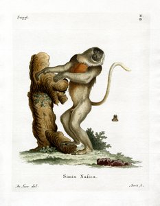 Proboscis Monkey (farget gravering) av German School