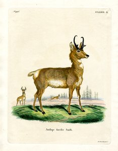 Pronghorn Antilope (farget gravering) av German School