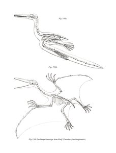 Pterodactyl (farge litho) av German School