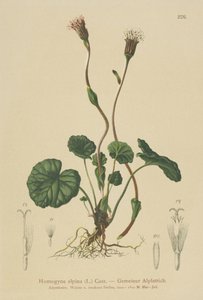 Lilla følfot (Homogyne alpina) av German School