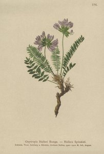 Lilla Oxytropis (Oxytropis Halleri) av German School
