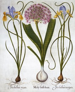 Purple Sensation, and Spanish Irises, fra Hortus Eystettensis, av Basil Besler (1561-1629), pub. 1613 (håndfarget gravering) av German School