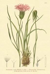 Lilla hoggormgress (Scorzonera rosea, Scorzonera purpurea subsp. rosea) av German School