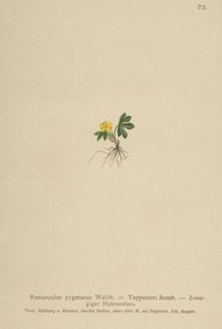 Pygmy ranunkel (Ranunculus pygmaeus, Ranunculus tappeineri, Ranunculus baerianus, Ranunculus pygmaeus var. Langeanu) av German School