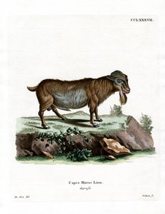 Pygmy Geit (farget gravering) av German School