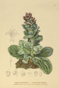 Pyramidal Bugle (Ajuga pyramidalis) av German School