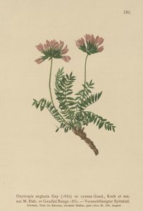 Pyreneisk melkevikke (Oxytropis neglectus, Oxytropis cyanea, Oxytropis Gaudini, Oxytropis albana, Oxytropis caucasica, Oxytropis pyrenaica, Astragalus pyrenaicus) av German School