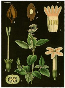 Quinine Tree (Cinchona Calisaya) ca. 1890 (kromolitografi) av German School