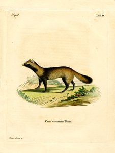 Raccoon Dog (farget gravering) av German School