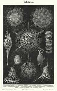 Radiolaria (gravering) av German School