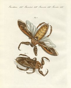 Sjeldne insekter (farget gravering) av German School