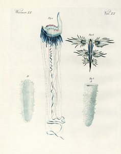 Sjeldne typer bløtdyr (farget gravering) av German School