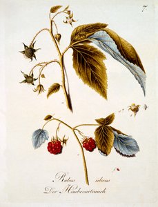 Bringebær, illustrasjon fra en bok med tyske ville blomster av Johann Daniel von Reitter, utgitt ca. 1803-5