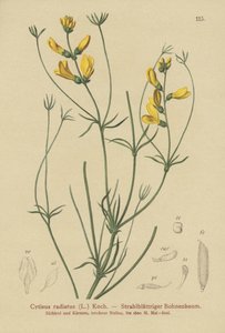 Rayet kost (Cytisus radiatus, Cytisanthus radiatus, Genista radiata) av German School