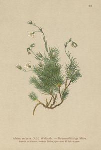 Rekurvet sandurt (Alsine recurva, Minuartia recurva) av German School