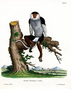 Rødskaftet Douc Langur (farget gravering) av German School
