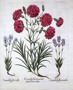 Rød nellik og lavendel, fra Hortus Eystettensis, av Basil Besler (1561-1629), pub. 1613 (håndfarget gravering) av German School