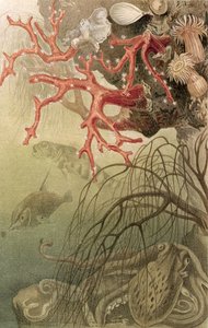 Red Coral, plate fra Brehms Tierleben: Allgemeine Kunde des Tierreichs, vol.10, s.608, utgitt av Bibliographisches Institut, 1893 av German School