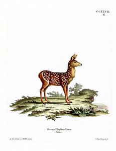 Red Deer Fawn (farget gravering) av German School