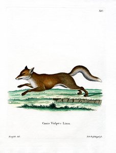 Red Fox (farget gravering) av German School
