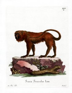 Red Howler (farget gravering) av German School