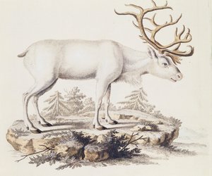 Reinsdyr (Cervus tarandus), fra Pattedyr illustrert fra Nature med beskrivelser, av Johann Christian Daniel von Schreber (1739-1810), gravering av I Nufsbiegel, bind 5, tabell 248-C, Tyskland av German School