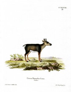 Reindeer Fawn (farget gravering) av German School